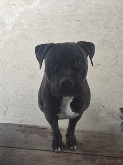 Darujem s ťažkým srdiečkom - 5