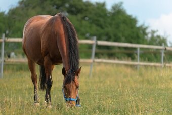 Quarter Horse 1,5 ročná kobylka po JAC O RIMA - 5