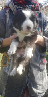 Predám šteniatka kríženej border kólie a čierneho labradora - 5
