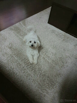 Predám šteniatko maltezáka (psík) - 5