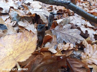 Lievik trúbkovitý (Craterellus cornucopioides) sušený - 5