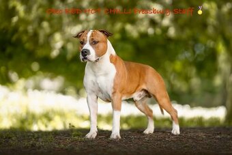 Fenka Amira 🐶 Americký Stafordšírsky teriér s PP 🐾 🩷 - 5