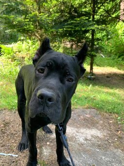 Pes Cane corso - 5