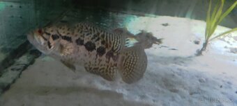 Ruším akvarium - 5