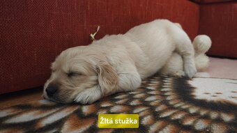 Zlatý retriever šteniatka - 5