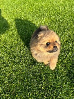 Pomeranian nemecky spic - 5