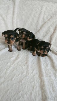 Yorkshire Terrier - 5