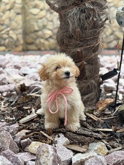 Maltipoo - 5
