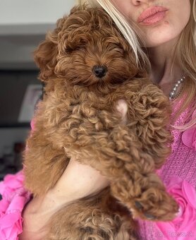 Maltipoo - 5