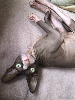 Predám mačku Sphynx - 5