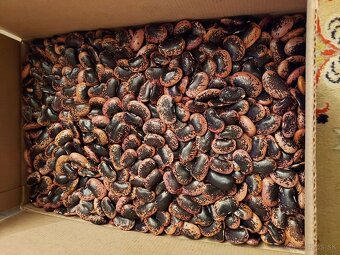 VLAŠSKÉ ORECHY 11€ KG - 5