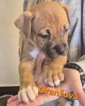 Americký stafordšírsky teriér - 5