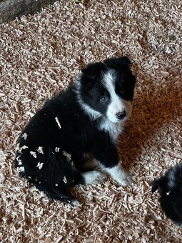 Šteniatka Border kólia - 5