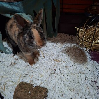 🐰 Predám zakrslého zajačika s rodokmeňom a doplnkami🐰 - 5