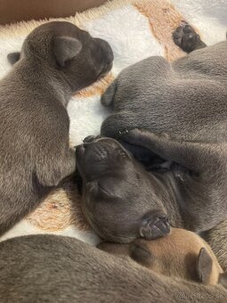 Talianský chrtík s rodokmenem CFI - 5