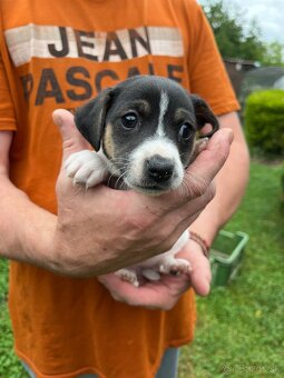 Tricolor Jack Russell šteniatka - 5