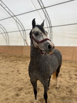 Perspektívna Welsh pony kobylka - 5