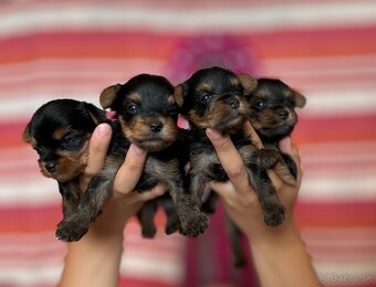 Yorkshire terrier, york - 5