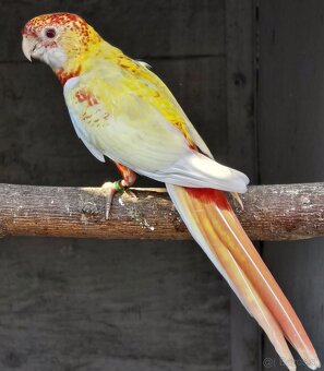 Predám alebo vymením rozeli pestré - 5