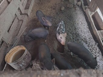 Vietnamské prasiatka - 5