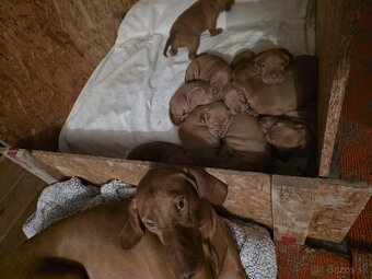 Maďarské "vizsla" šteniatká - 5