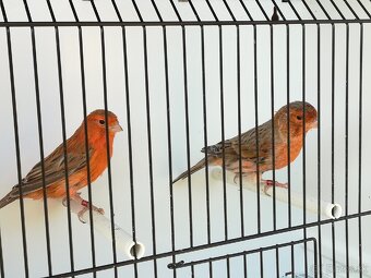 Kanariky a mexické hyle - 5