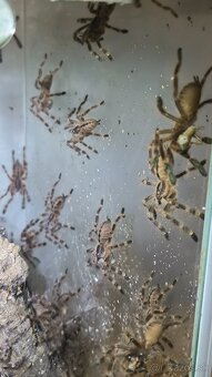 POECILOTHERIA SUBFUSCA LOWLAND - 5