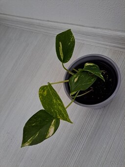 Rastliny Episcia, Budleja, ...odber Bratislava - 5