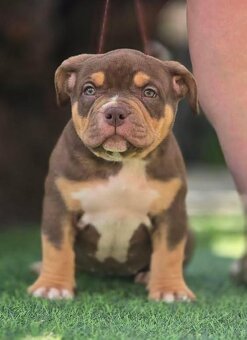 American Bully pocket - 5