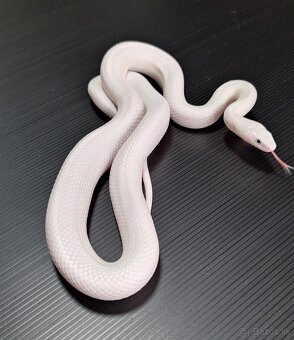 Pantherophis Obsoletus leucistic - 5