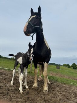 Kobylka do Rodiny hledá super Parťáka - 5