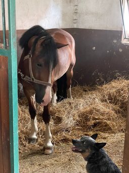 Welsh cob valach na predaj - 5