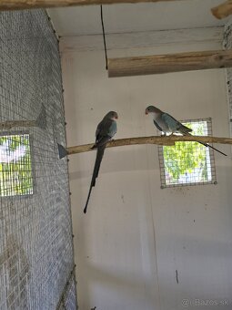 Alexandrin princ - 5