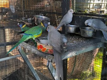 Barnard limcovy južný - 5