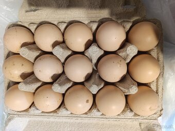 Nasadové vajíčka Hempšir - 5