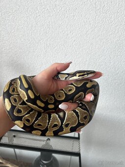 Predám pytóna kráľovského +terarium - 5
