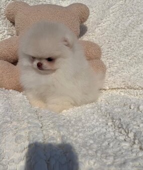 Pomeranian mini - 5