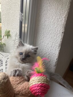 Ragdoll mačička - 5