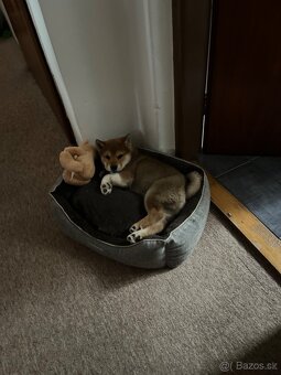 Shiba Inú s PP Fci - 5