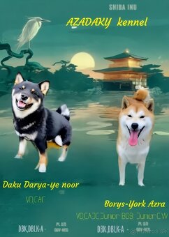 Shiba Inú s PP Fci - 5