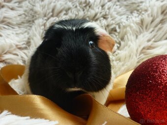 Ušľachtilé morčiatka - 5