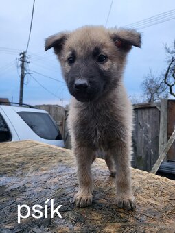 Darujem šteniatka - 5