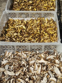 Sušené  lesné  hriby - 5