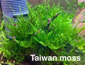 MACH do akvária - 5