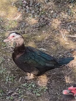 čínske kačice - 5