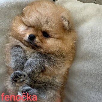 Pomeranian mini Boo - 5