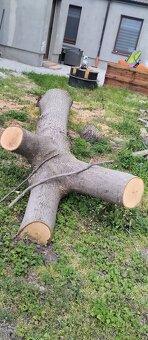 Kmeň stromu Orech - 5
