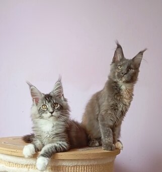 Maine Coon s PP - 5