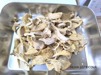 SUŠENÉ HUBY/HRÍBY - hliva, korálovec, dubáky, osičník - 5