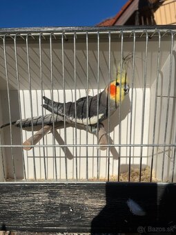 Výstavne korely - 5